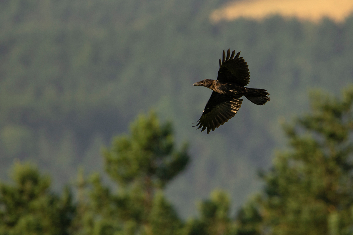 Common Raven (Corvuscorax)
